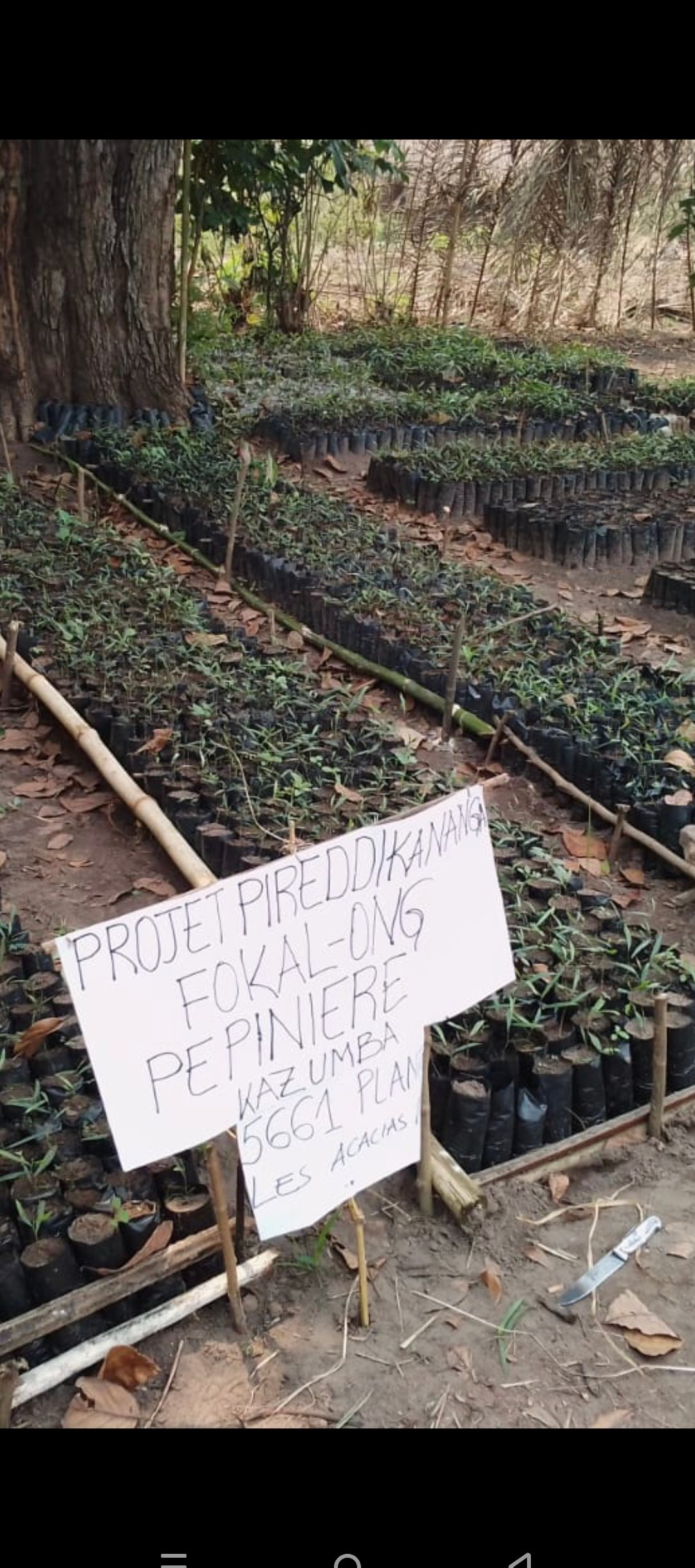 ‎PIREDD À KANANGA: FOKAL-ONG renforce la restauration des paysages grâce à une pépinière d'acacias à Kazumba ‎