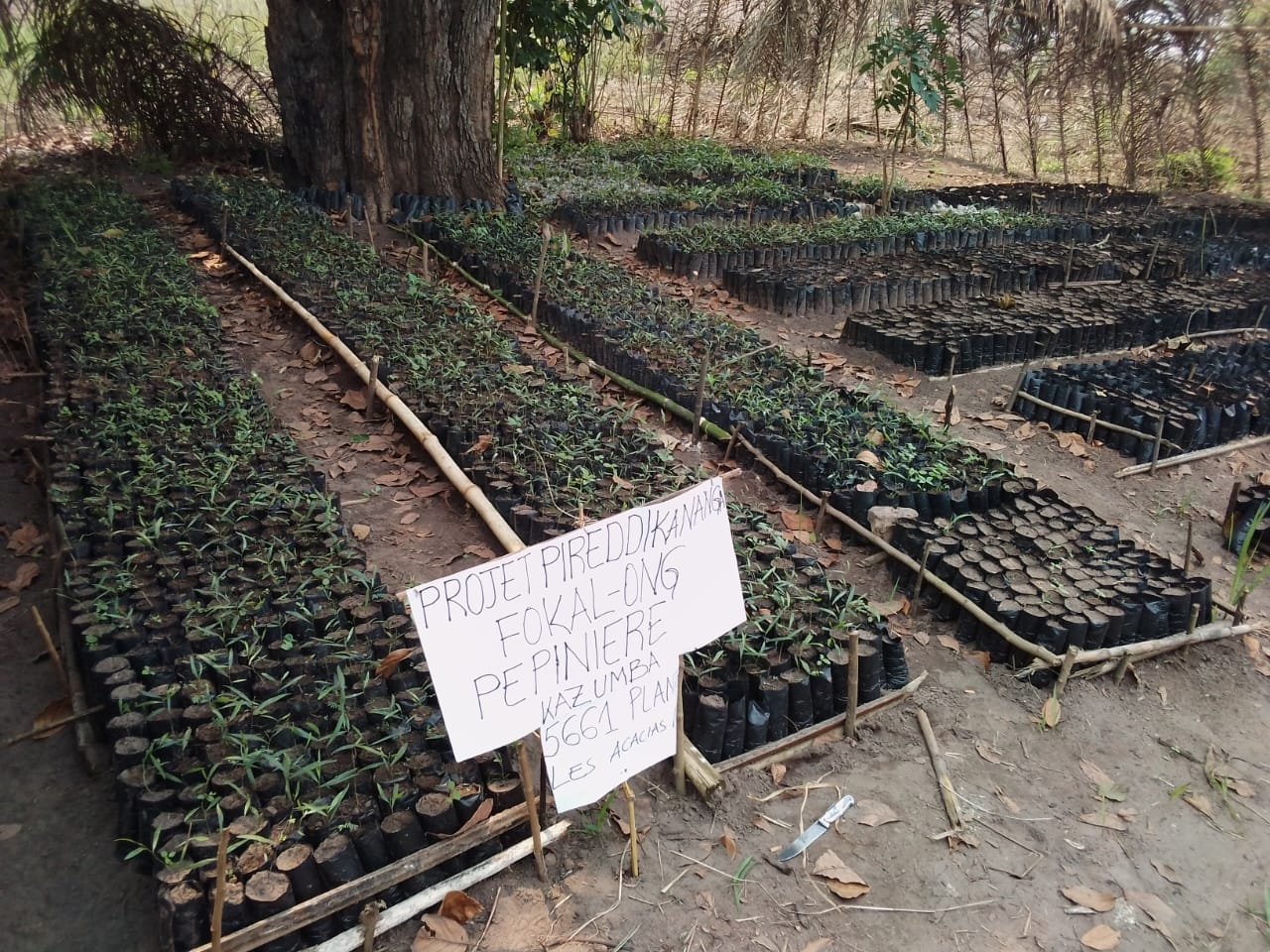 ‎PIREDD À KANANGA: FOKAL-ONG renforce la restauration des paysages grâce à une pépinière d'acacias à Kazumba ‎
