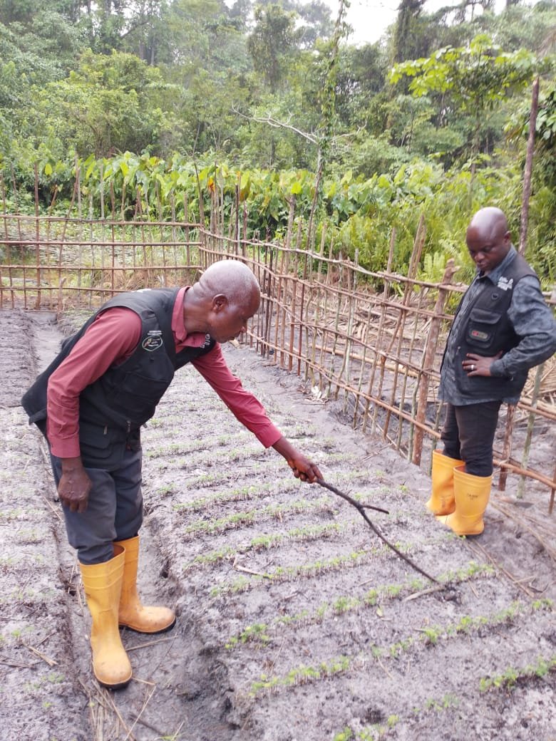 PIFORES à Mweka : le germoir de Makompo donne des résultats prometteurs