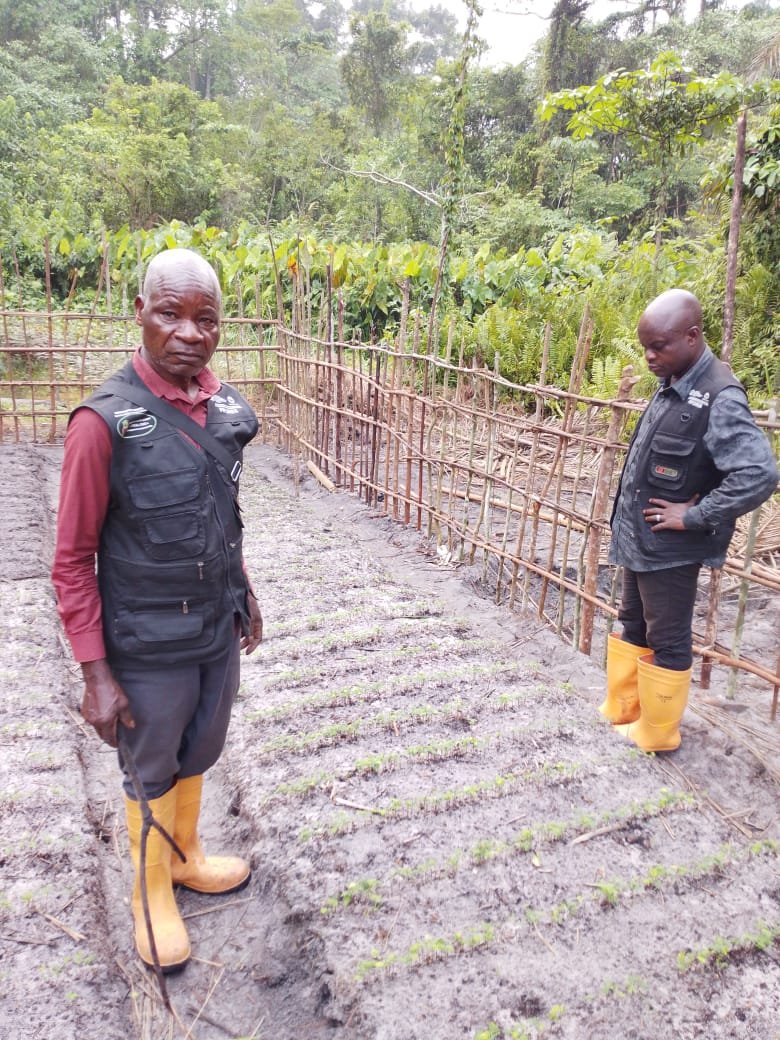 PIFORES à Mweka : le germoir de Makompo donne des résultats prometteurs