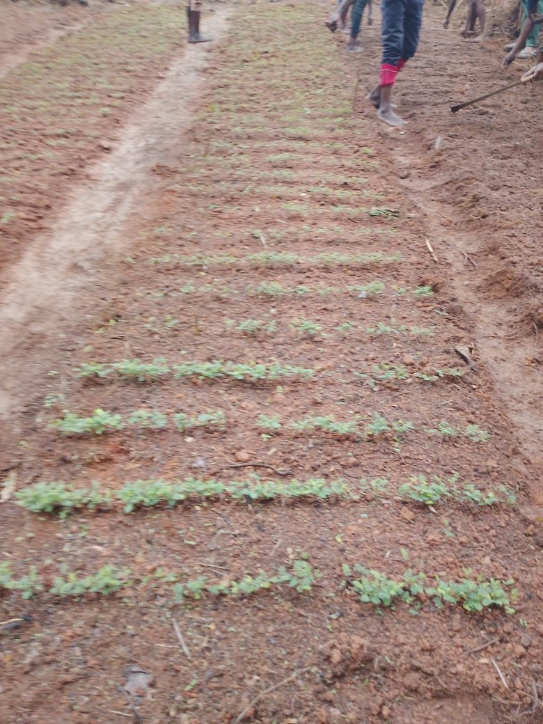 ‎Les premières plantules d'acacias suscitent l'espoir au village Bulumuanda ‎Bulumuanda, Territoire de Mweka