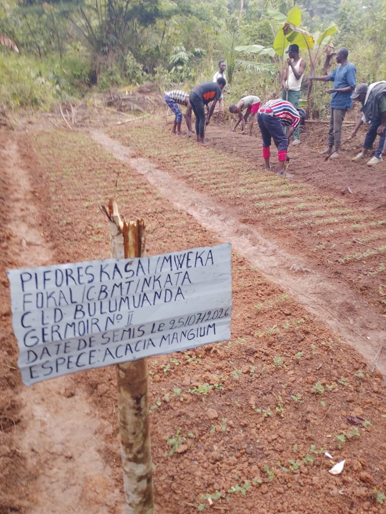 ‎Les premières plantules d'acacias suscitent l'espoir au village Bulumuanda ‎Bulumuanda, Territoire de Mweka