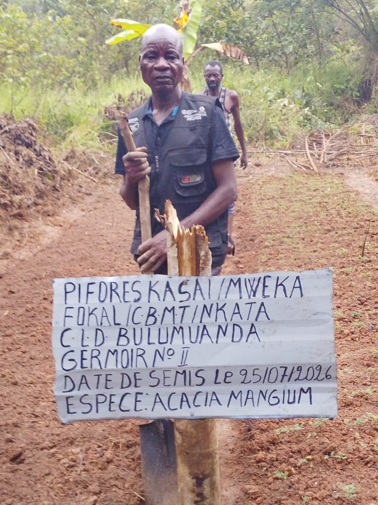 ‎Les premières plantules d'acacias suscitent l'espoir au village Bulumuanda ‎Bulumuanda, Territoire de Mweka