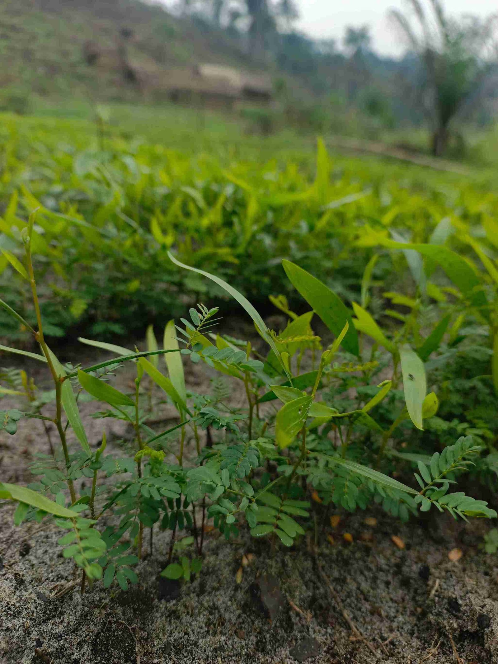 À Bena Piana, les jeunes plants d’Acacia mangium passent des germoirs aux pépinières