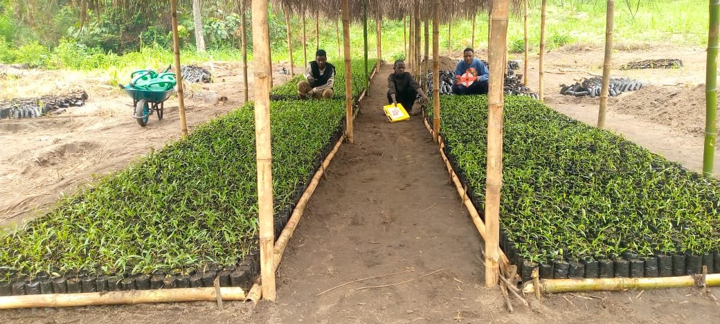 ‎Plus de 10 000 plants d'acacias Mangiums repiqués des germoirs vers les pépinières au village de Bena Piana, dans le cadre du projet PIFORES à Mweka.