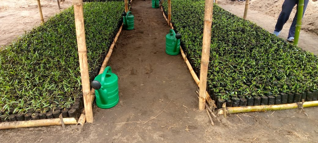 ‎Plus de 10 000 plants d'acacias Mangiums repiqués des germoirs vers les pépinières au village de Bena Piana, dans le cadre du projet PIFORES à Mweka.