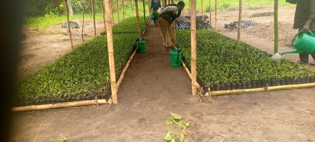 ‎Plus de 10 000 plants d'acacias Mangiums repiqués des germoirs vers les pépinières au village de Bena Piana, dans le cadre du projet PIFORES à Mweka.