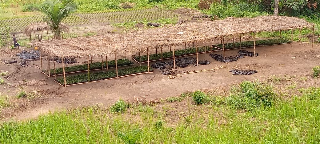 ‎Plus de 10 000 plants d'acacias Mangiums repiqués des germoirs vers les pépinières au village de Bena Piana, dans le cadre du projet PIFORES à Mweka.