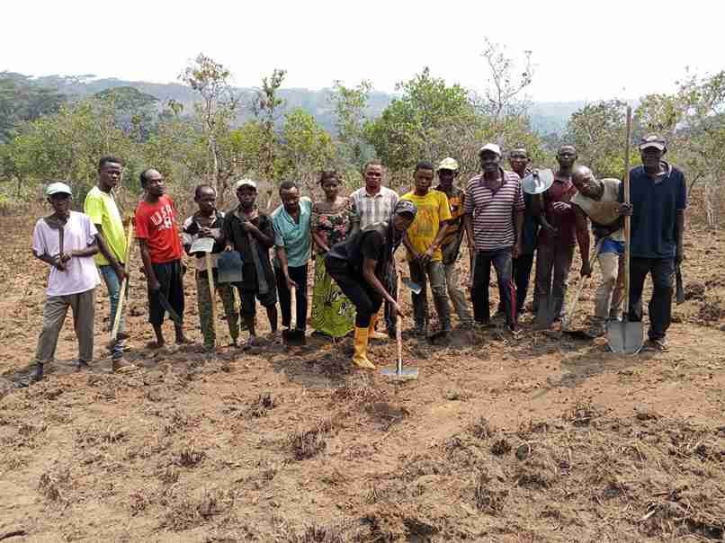 ‎PIFORES à Mweka : les communautés œuvrent déjà  leurs champs pour développer l’agroforesterie ‎
