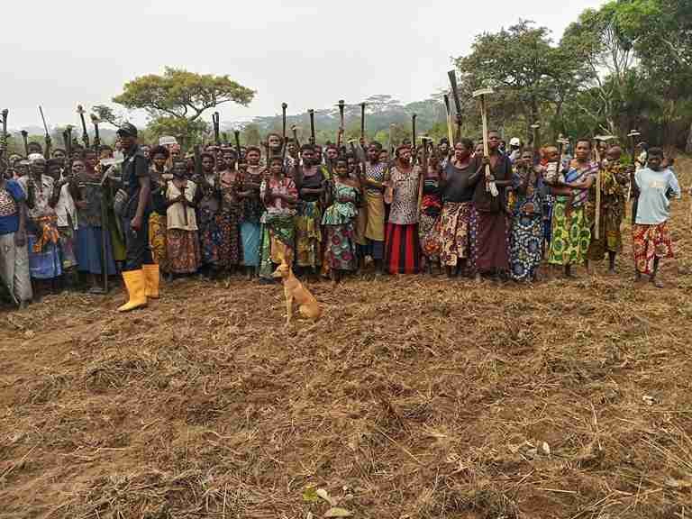 ‎PIFORES à Mweka : les communautés œuvrent déjà  leurs champs pour développer l’agroforesterie ‎