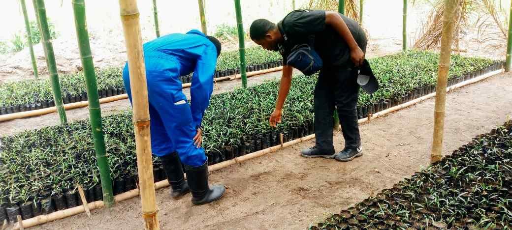 Mise en ouvre du projet PIFORES par le consortium FOKAL/CBMT/NKATA : 20 000 plantules d’Acacia mangium repiquées à Bena Piana