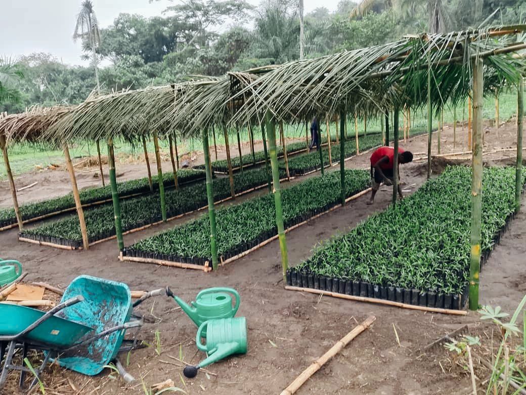 Mise en ouvre du projet PIFORES par le consortium FOKAL/CBMT/NKATA : 20 000 plantules d’Acacia mangium repiquées à Bena Piana