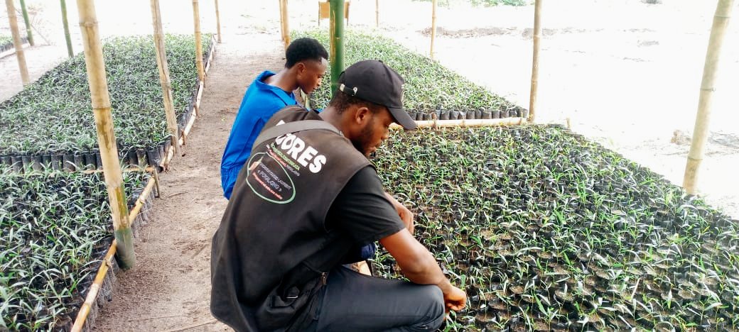Mise en ouvre du projet PIFORES par le consortium FOKAL/CBMT/NKATA : 20 000 plantules d’Acacia mangium repiquées à Bena Piana