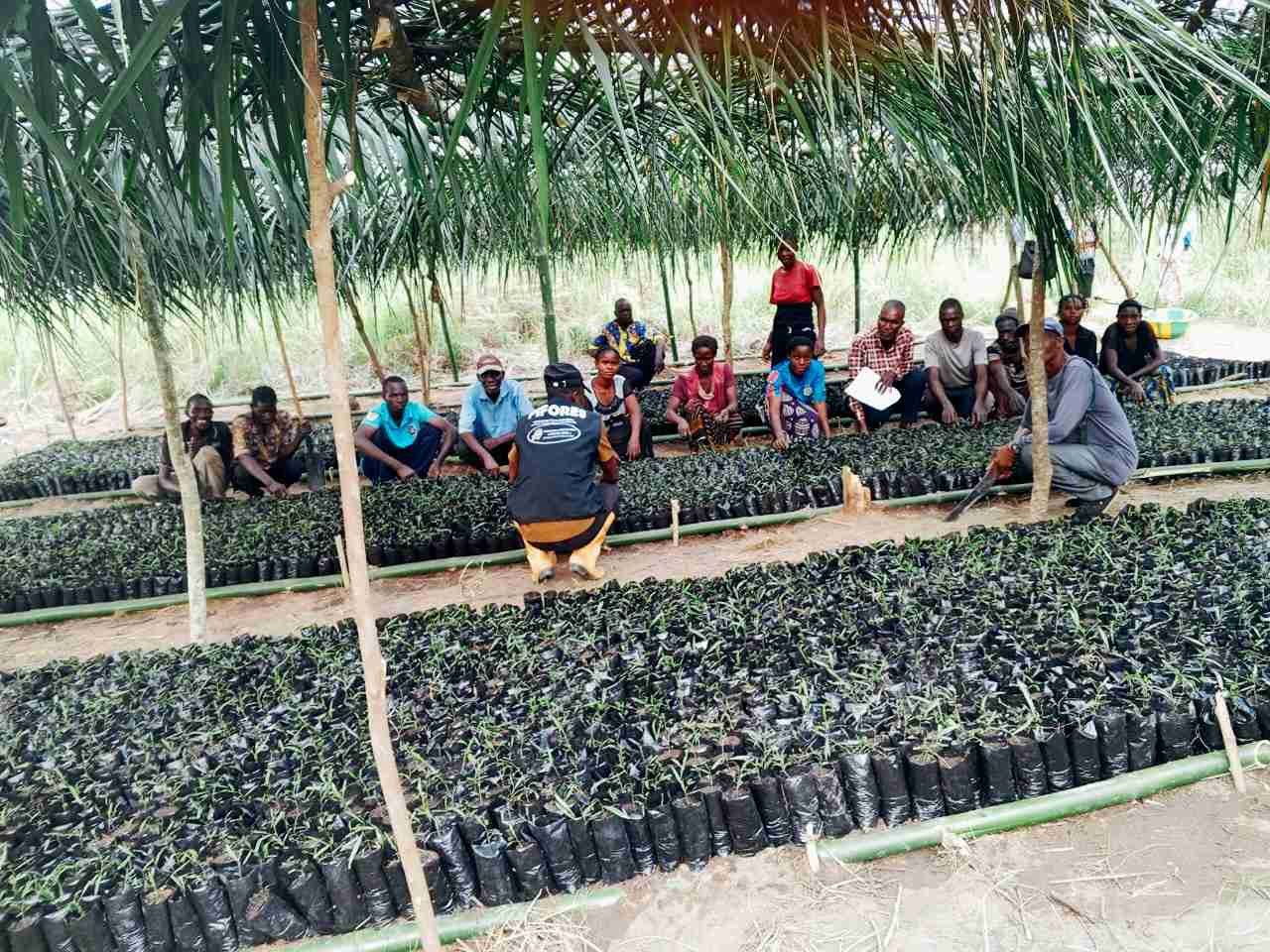 Plus de 10 600 plants d’Acacia mangium transférés vers les pépinières à Mokanyinga dans le cadre du projet PIFORES à Mweka