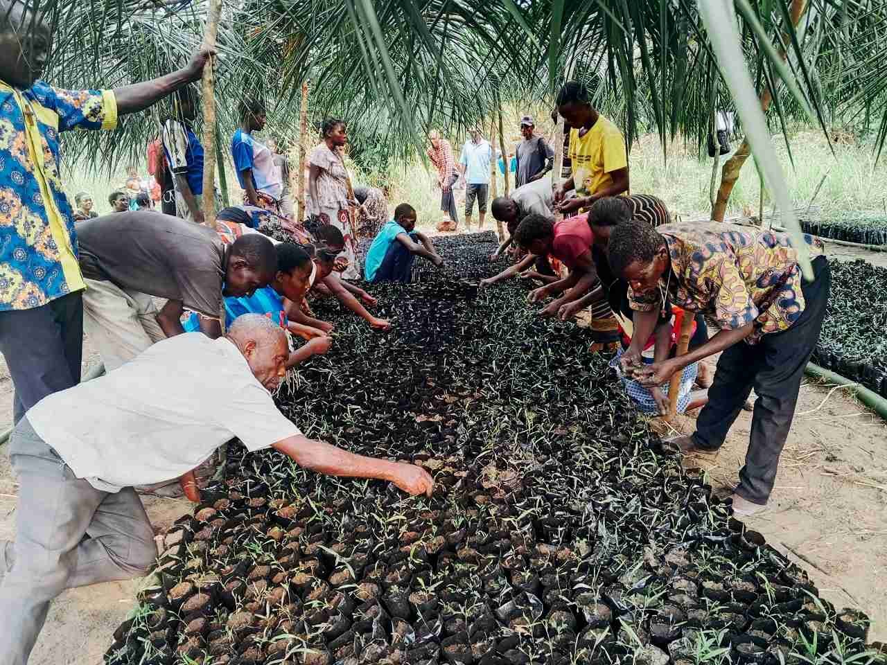 Plus de 10 600 plants d’Acacia mangium transférés vers les pépinières à Mokanyinga dans le cadre du projet PIFORES à Mweka