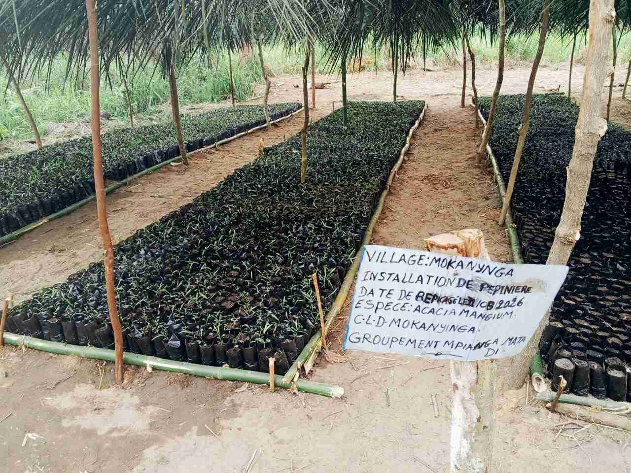 Plus de 10 600 plants d’Acacia mangium transférés vers les pépinières à Mokanyinga dans le cadre du projet PIFORES à Mweka