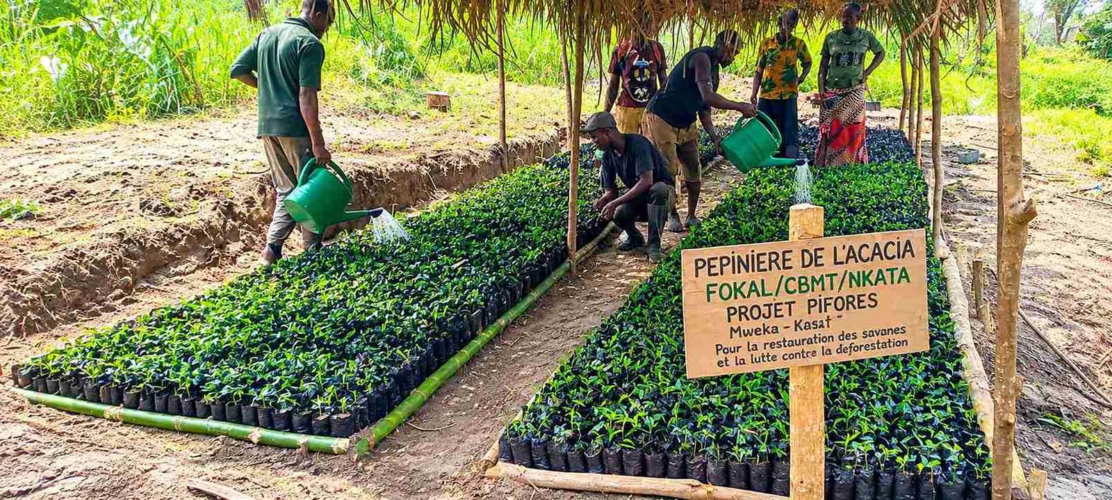 PIFORES : les travaux de pépinière progressent à Kinda sous l'accompagnement de l'expert du consortium FOKAL/CBMT/NKATA ‎
