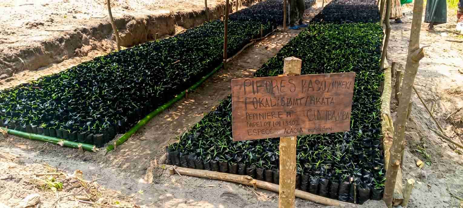 Mise en œuvre du PIFORES par le consortium FOKAL/CBMT/NKATA:Les travaux de pépinière progressent au village Ibamba ‎