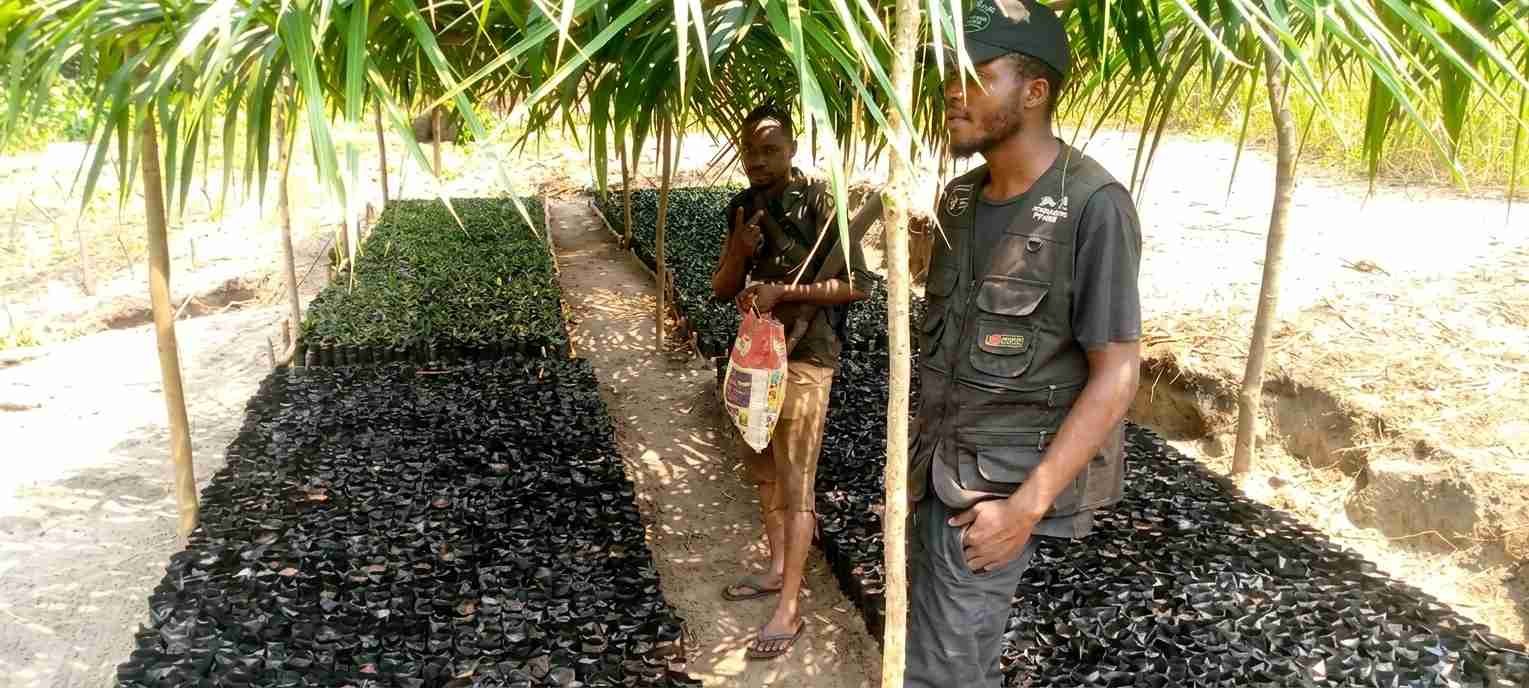 Mise en œuvre du PIFORES par le consortium FOKAL/CBMT/NKATA:Les travaux de pépinière progressent au village Ibamba ‎