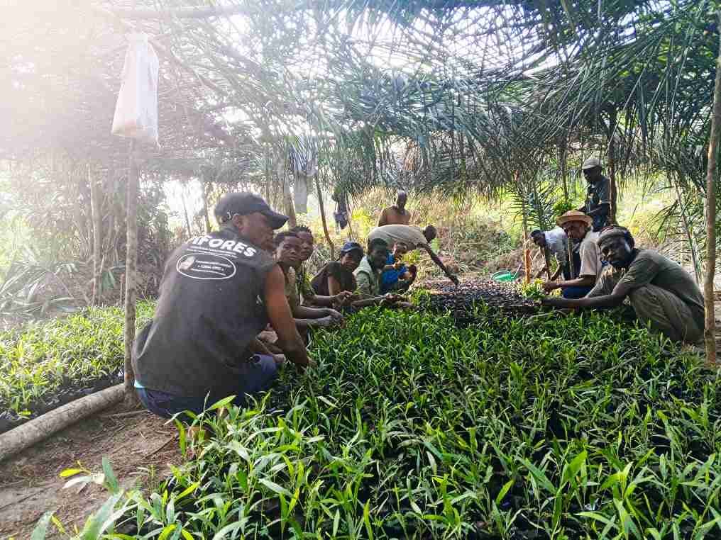Pépinières au village Muanga Makolo: Plus de 10 000 sachets remplis des terreaux et des plantules d'acacias Mangium
