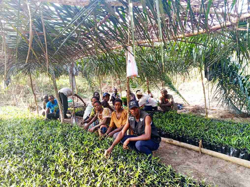 Pépinières au village Muanga Makolo: Plus de 10 000 sachets remplis des terreaux et des plantules d'acacias Mangium