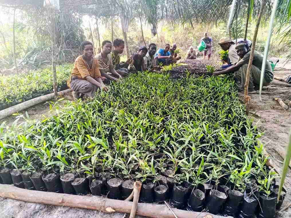 Pépinières au village Muanga Makolo: Plus de 10 000 sachets remplis des terreaux et des plantules d'acacias Mangium