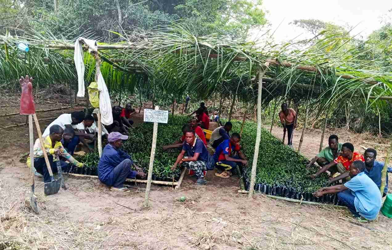 ‎Après plusieurs activités menées dans le cadre du PIFORES, l'ALE de Mweka se concentre désormais sur la mise en place et l'entretien des pépinières dans différents villages ciblés