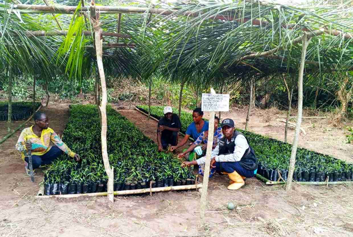 ‎Après plusieurs activités menées dans le cadre du PIFORES, l'ALE de Mweka se concentre désormais sur la mise en place et l'entretien des pépinières dans différents villages ciblés