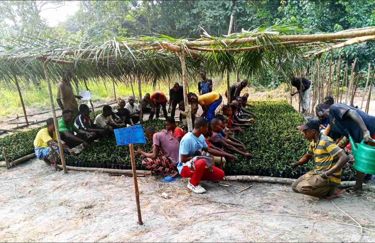 PIFORES à Mweka : le consortium FOKAL/CBMT/NKATA intensifie les activités de pépinières, notamment au village Makompo