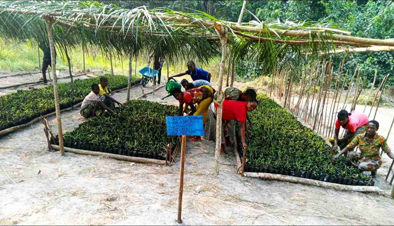 PIFORES à Mweka : le consortium FOKAL/CBMT/NKATA intensifie les activités de pépinières, notamment au village Makompo