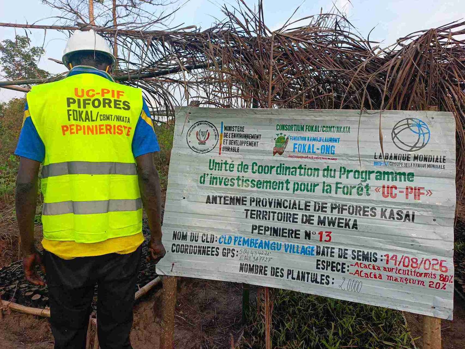 PIFORES à Mweka : les pépiniéristes de Pembeangu poursuivent le repiquage et l’entretien des plantules d’acacia