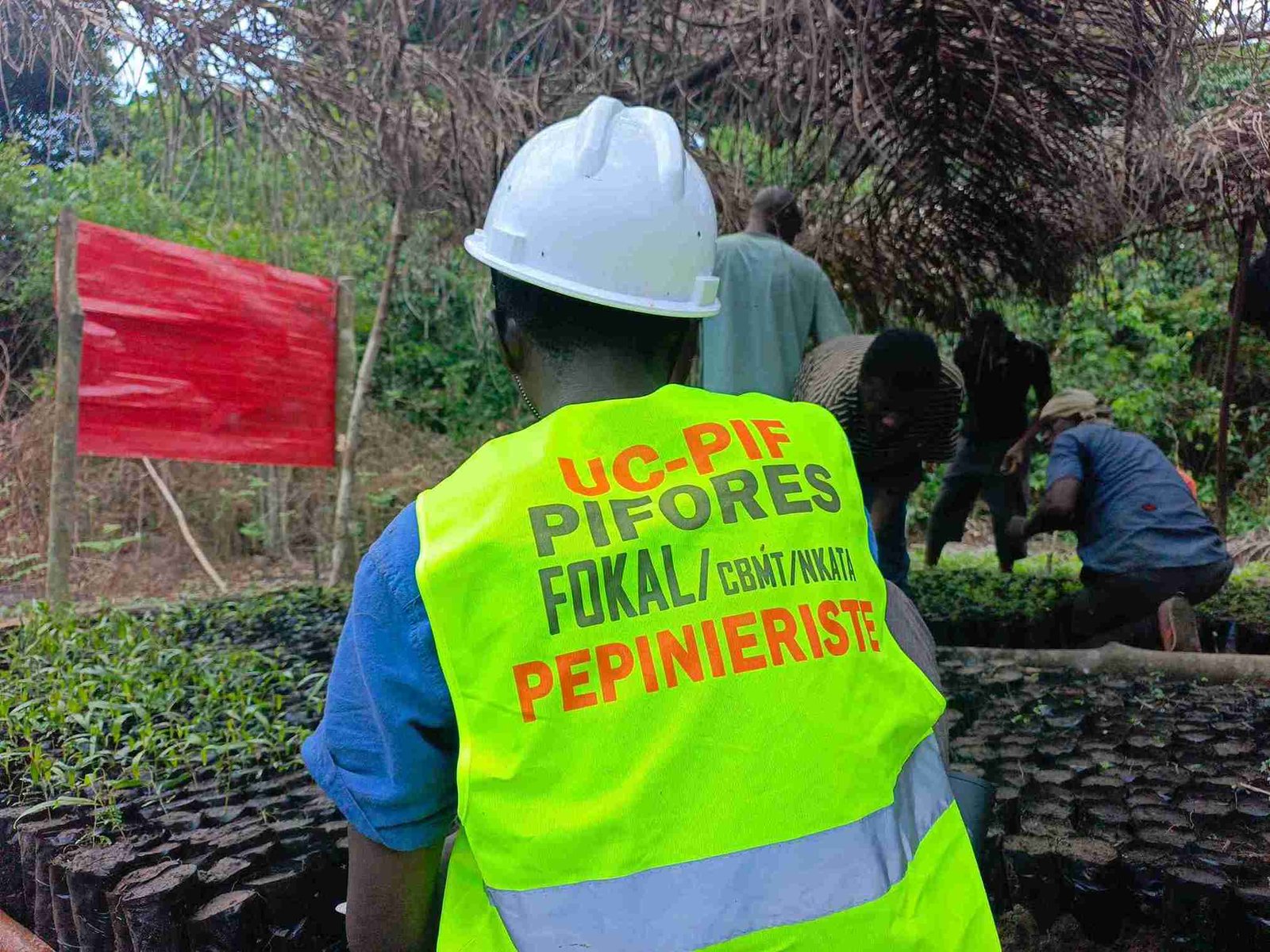‎Les pépiniéristes du village nkoshi mettent en pratique les techniques apprises auprès des experts du consortium FOKAL/CBMT/NKATA dans le cadre du PIFORES à Mweka